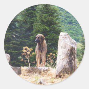Sticker Rond Chien de berger anatolien - Ephesus, Turquie