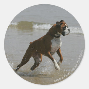 Sticker Rond Chien de boîte dans l'eau