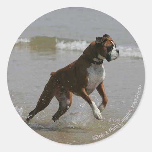 Sticker Rond Chien de boîte dans l'eau (Devant)