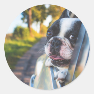 Sticker Rond Chien de Boston Sticking Head out Car Window