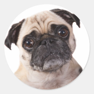 Sticker Rond chien de carlin mignon