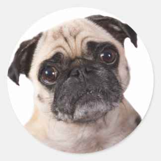 Sticker Rond chien de carlin mignon