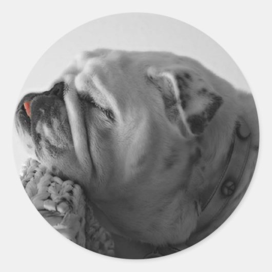 Sticker Rond Chien de chambre (Devant)