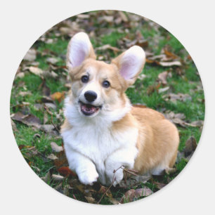 Sticker Rond Chien de Corgi mignon qui bondit