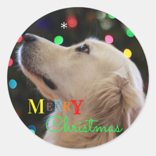 Sticker Rond Chien de "Joyeux Noël" regardant fixement le