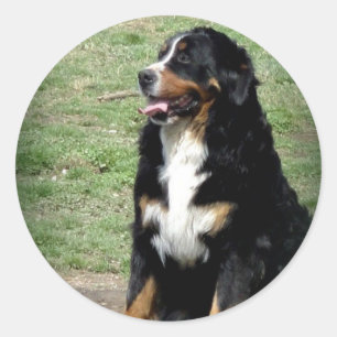 Sticker Rond Chien de montagne bernois