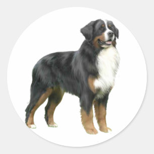 Sticker Rond Chien de montagne bernois debout