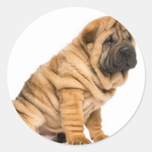 Sticker Rond Chien de pei de Shar