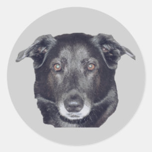 Sticker Rond Chien de repérage du Labrador noir
