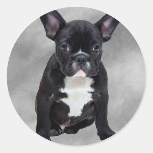 Sticker Rond Chien de taureau français assis aquarelle peinture