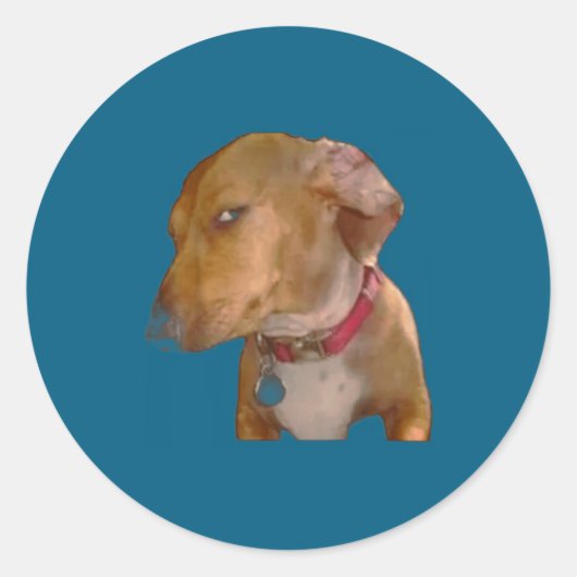 Sticker Rond Chien Drôle Regard Latéral Emphatique (Devant)