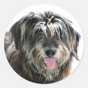 Sticker Rond Chien fait face hirsute