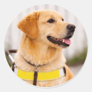 Sticker Rond Chien Guide Golden Retriever Profil Droit