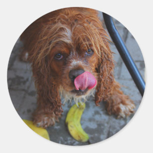 Sticker Rond Chien humide avec banane