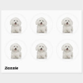 Sticker Rond Chien maltais blanc (Feuille)