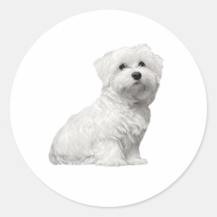 Sticker Rond Chien maltais mignon assis chiot