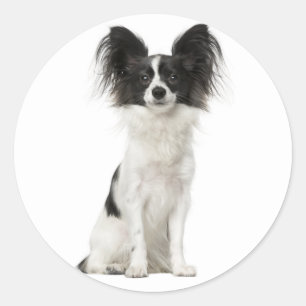 Sticker Rond Chien noir et blanc de Papillon - chiots d'amour