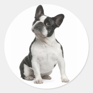 Sticker Rond Chien Noir Et Blanc Noir Chien Chien Chien