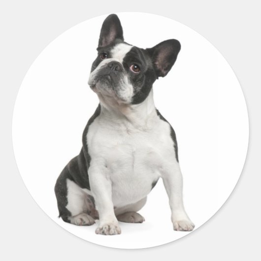 Sticker Rond Chien Noir Et Blanc Noir Chien Chien Chien (Devant)