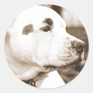 Sticker Rond chien pitbull couleur sépia haine non race