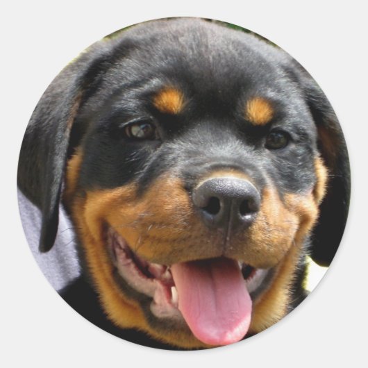 Sticker Rond Chien Rottweiler (Devant)