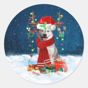 Sticker Rond Chien sibérien Husky avec cadeaux de Noël
