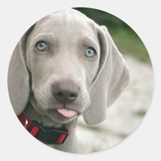Sticker Rond Chien sortant la langue (Devant)