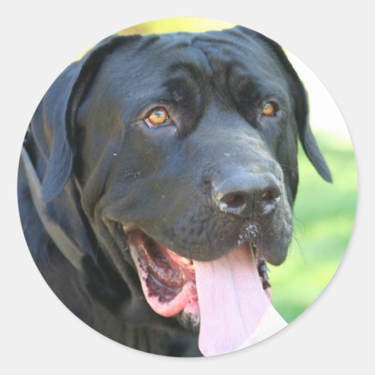 Sticker Rond Chien Tosa Inu (Devant)
