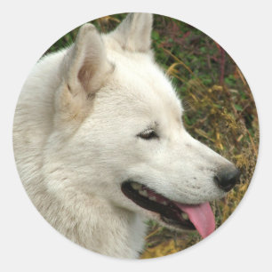 Sticker Rond Chiens de Malamute d'Alaska