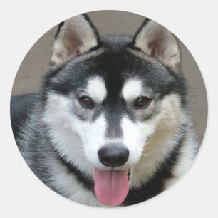 Sticker Rond Chiens de Malamute d'Alaska