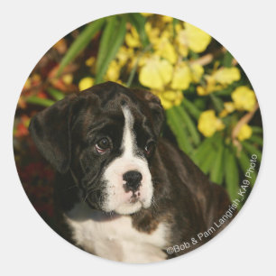 Sticker Rond Chiffres de boîte