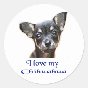 Sticker Rond Chihuahua