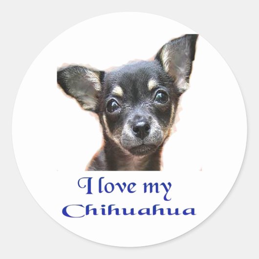 Sticker Rond Chihuahua (Devant)