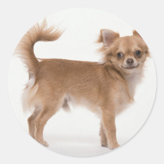 Sticker Rond Chihuahua