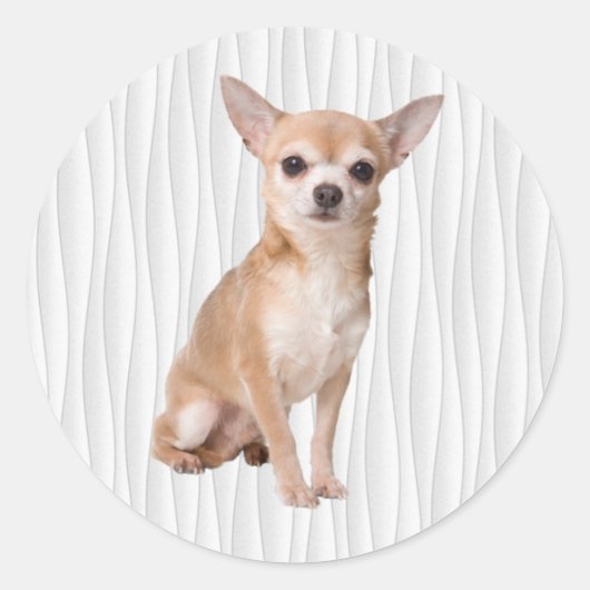 Sticker Rond Chihuahua (Devant)
