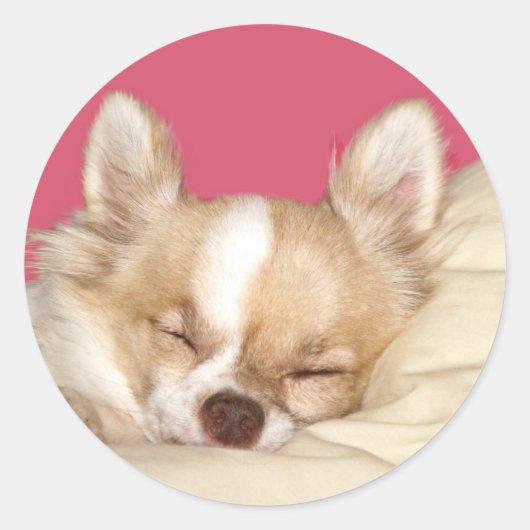 Sticker Rond Chihuahua aux cheveux longs (Devant)