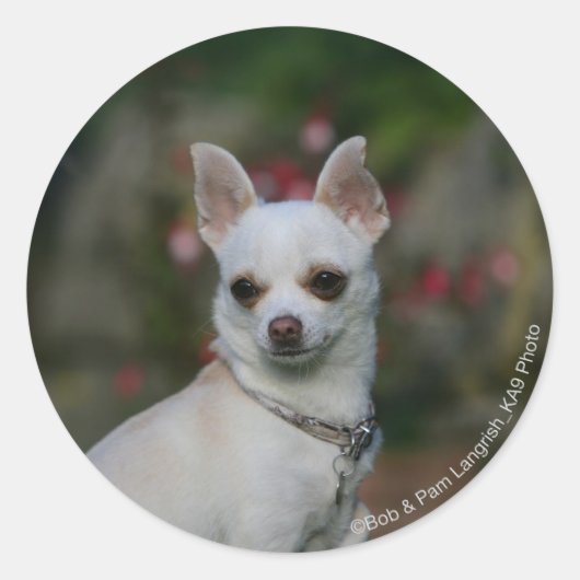 Sticker Rond Chihuahua blanc (Devant)
