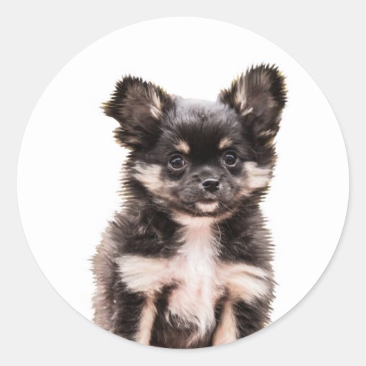 Sticker Rond Chihuahua Chien chiot (Devant)