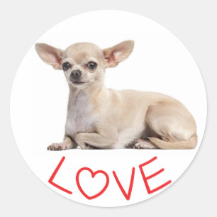 Sticker Rond Chihuahua chiot chien fuchsia rouge cœur amour