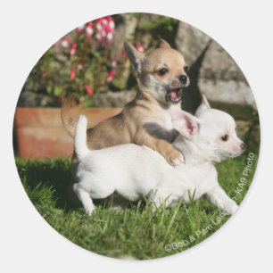 Sticker Rond Chihuahua Chippie Jouer