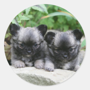Sticker Rond Chihuahua Chiuppies