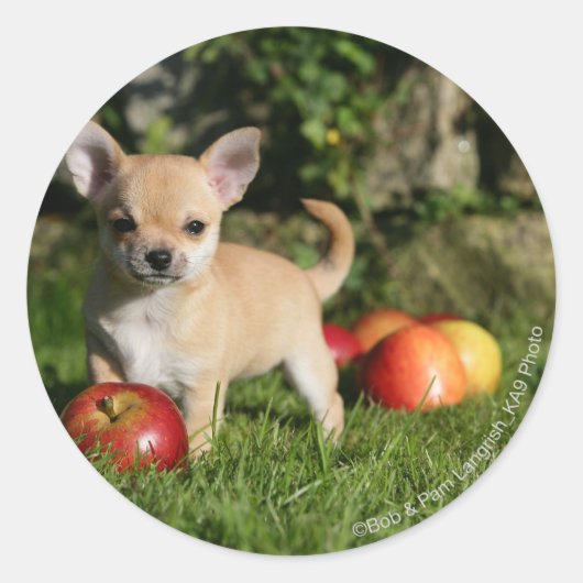 Sticker Rond Chihuahua Chiuppy avec pommes (Devant)