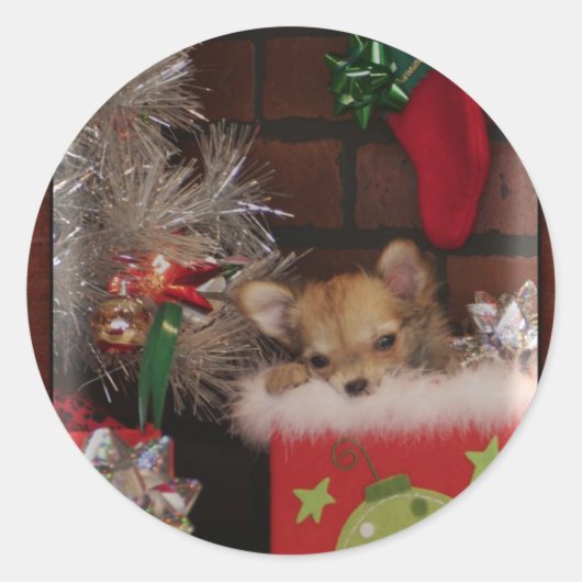 Sticker Rond Chihuahua Chiuppy en boîte de Noël (Devant)