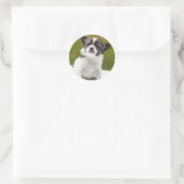 Sticker Rond Chihuahua Cute Photo (Sac)