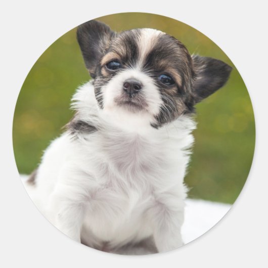 Sticker Rond Chihuahua Cute Photo (Devant)