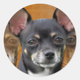 Sticker Rond Chihuahua Isabella Croissant de Lune