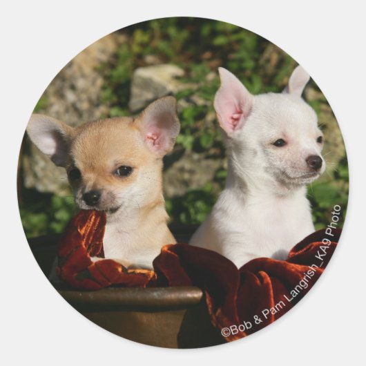 Sticker Rond Chihuahua Puppies (Devant)