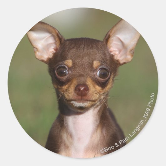 Sticker Rond Chihuahua Puppy regarde l'appareil photo (Devant)