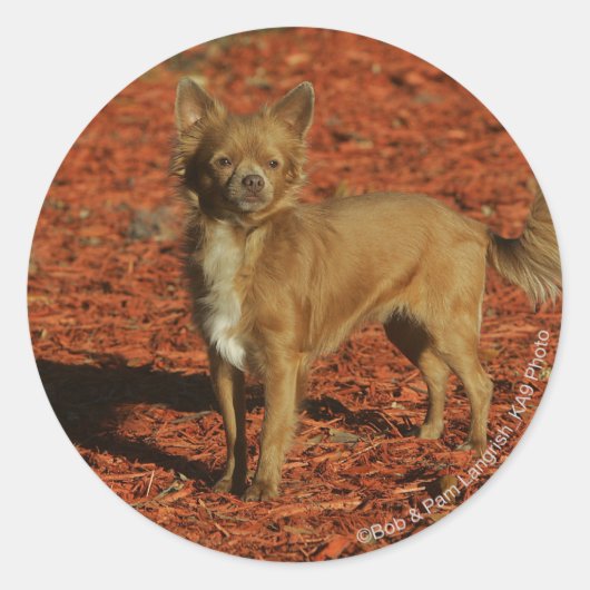 Sticker Rond Chihuahua Regardant la caméra (Devant)