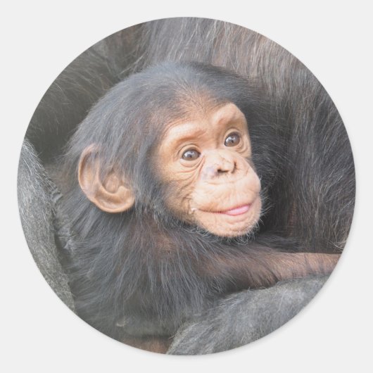 Sticker Rond Chimpanzé (Devant)
